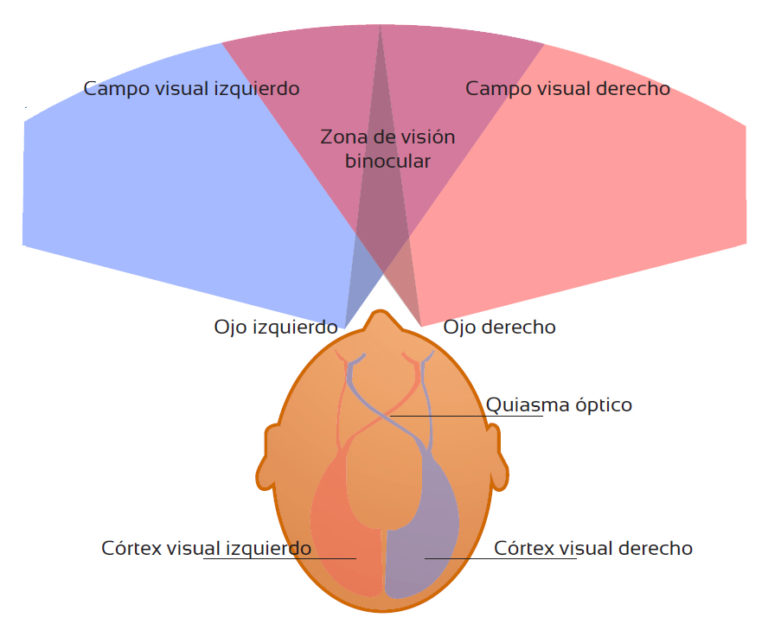 Alteraciones del campo visual Tu Optometrista Alteraciones del campo visual Tu Optometrista